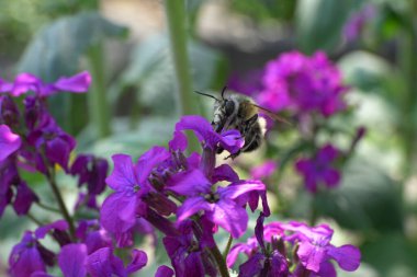Yakından kahverengi tüylü arı Anthophora plumipes Kuzey Kafkasya 'nın eteklerindeki Lunaria Annua' nın mor çiçeklerinden polen ve nektar toplar.                              