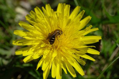 Vahşi kabarık arı Andrena nitidiuscula 'nın yakın çekimi Kuzey Kafkasya eteklerindeki Taraxacum officinale bahar sarı karahindiba çiçeğinde polen ve nektar topluyor.