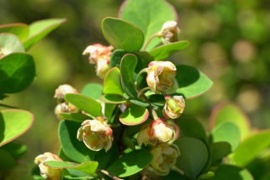 Kuzey Kafkasya 'nın etek parkındaki Erectra çiçekleriyle altın biçimli bir böğürtlen filizinin yakın çekimi.                               
