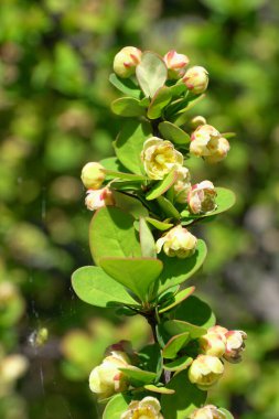 Berberis thunbergii böğürtleninin altın dalına yakın çekim. Kuzey Kafkasya eteklerindeki dağ eteklerinde Erectra çiçekleri var.