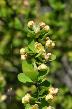  Berberis thunbergii 'nin altın bir dalına yakın çekim. Kuzey Kafkasya' nın eteklerindeki Erectra 'nın sarı çiçekleri.                              