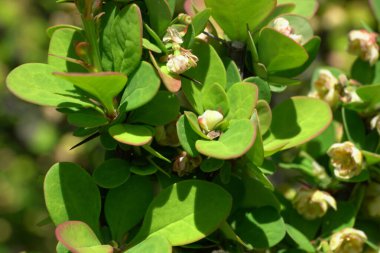 Kuzey Kafkasya eteklerindeki dağ eteklerinde Erectra çiçekleri olan Berberis thunbergii böğürtleninin altın macrosu.                               