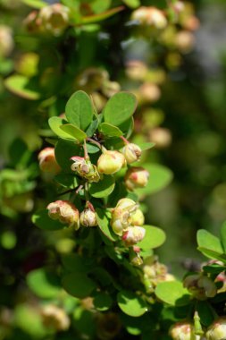  Kuzey Kafkasya 'nın eteklerindeki Erectra tepelerinde yetişen altın böğürtlenli Berberis Thunbergii.                              