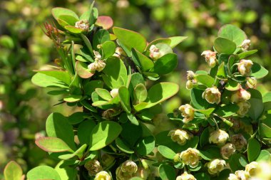 Kuzey Kafkasya 'nın dağ eteklerindeki Erectra çiftliğinden altın böğürtlen Berberis thunbergii' nin yakın çekimi                              