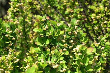 Bahar Berberi thunbergii çeşitleri Kuzey Kafkasya 'nın eteklerindeki dağ eteklerinde sarı çiçekli Erectra.                               