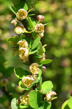 Berberis thunbergii Cultivar Erectra 'nın sarı bahar çiçekleri Kuzey Kafkasya eteklerinde yetişiyor.                               
