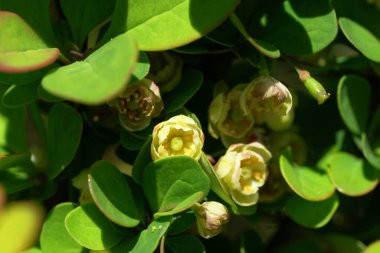 Kuzey Kafkasya 'nın eteğindeki dağ eteğindeki Erectra çiftliğinden Berberis thunbergii böğürtleninin altın biçimli çiçekleriyle bahar dalının Macro' su.                               