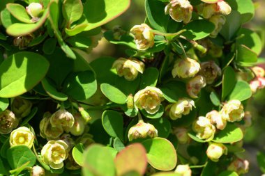 Kuzey Kafkasya 'daki dağ eteklerindeki Erectra çiftliğinden Berberis thunbergii böğürtlen çiçeklerinin olduğu bir bahar dalının yakın çekimi.                               