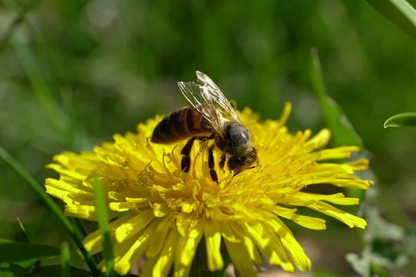 Kahverengi bir arıya yakından bakınca Apis mellifera Kuzey Kafkasya 'nın eteklerindeki bir çayırda bulunan sarı bir Taraxacum memuriyet çiçeğinden polen ve nektar toplar.                               