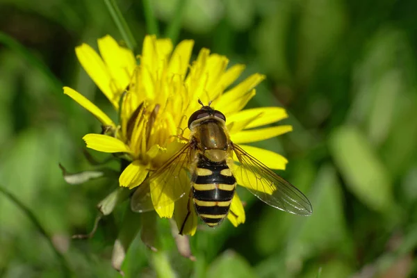 Macro hoverfly Dasysyrphus venustus Kuzey Kafkasya 'nın eteklerindeki Taraxacum officinale sarı bir karahindiba çiçeğinde polen ve nektar toplar. 
