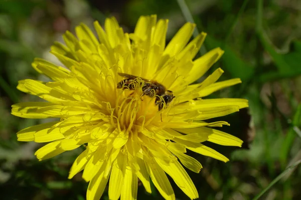 Makro Der Wildbiene Andrena Nitidiuscula Frühling Gelbe Löwenzahnblüte Taraxacum Officinale — Stockfoto