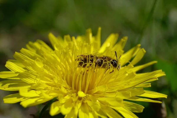 Macro Uma Pequena Abelha Selvagem Andrena Nitidiuscula Primavera Amarelo Dente — Fotografia de Stock