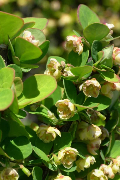 Primer Plano Una Forma Dorada Primaveral Berberis Thunbergii Barberry Con — Foto de Stock