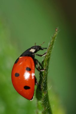 Baharda yeşil yaprağın üzerinde dinlenen siyah Kafkas uğur kuşu lekeleriyle kırmızı makro.                            