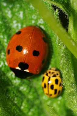 İki kırmızı ve sarıya yakın çekim, siyah benekli, tüylü yeşil ısırgan otu yapraklı beyaz uğurböceği.                               