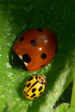 Kırmızı ve sarı kirpiklerin gölgesinde Macro. Baharda Kafkas uğur kuşunun siyah lekeleri.                               