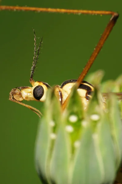 Makro Des Kopfes Der Kaukasischen Mückengattung Tipula Mit Langen Schnurrbärten — Stockfoto
