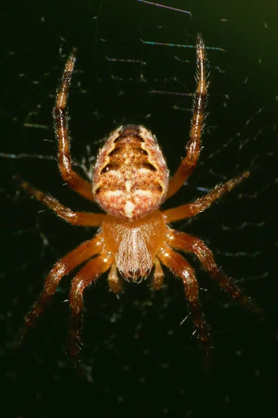 Makro Einer Jungen Spinne Eines Kreuzes Der Gattung Araneus Das — Stockfoto