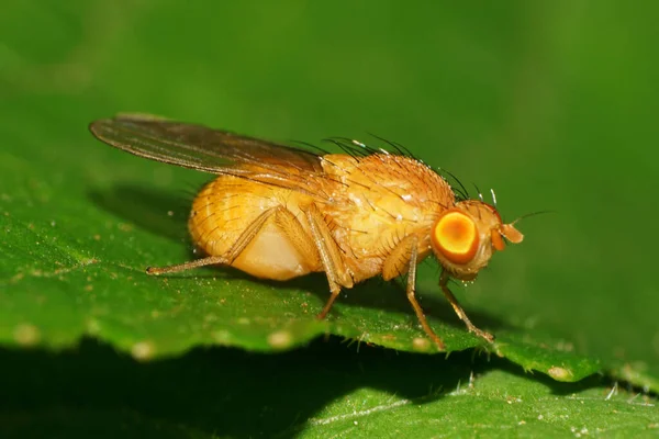 Makro Malého Dvoukřídlého Bělošského Hmyzu Meiosimyza Illota Hustým Žlutým Tělem — Stock fotografie