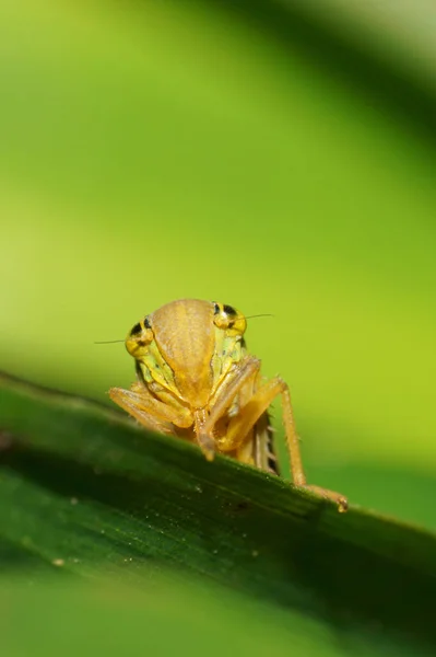 Macro Pequeno Folheto Verde Caucasiano Cicadella Viridi — Fotografia de Stock