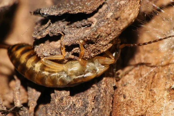 Macro Small Earwig Forficula Auricularia Brown Striped Body Hiding Bark — Stock Photo, Image