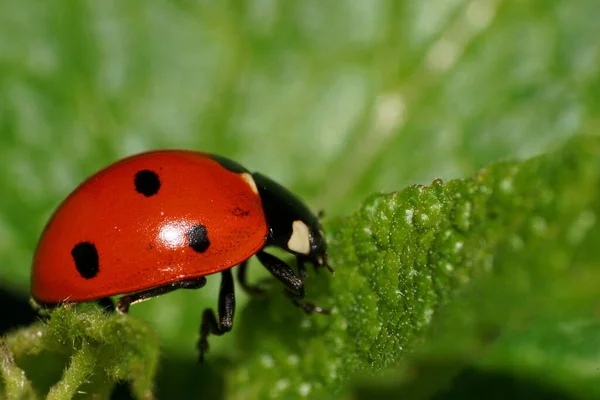 一只高加索红瓢虫在绿叶上的宏观调控 — 图库照片