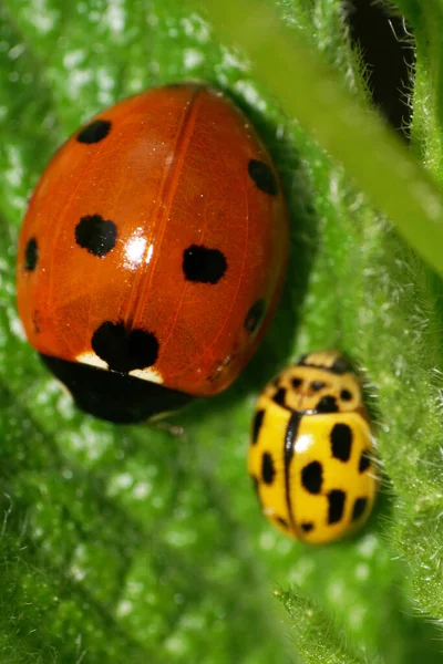 Macro Rouge Jaune Avec Des Taches Noires Coccinelle Caucasienne Reposant — Photo