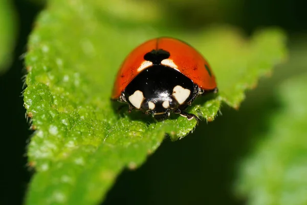 Macro Vue Face Coccinelle Rouge Caucasienne Intérieur Une Feuille Pelucheuse — Photo