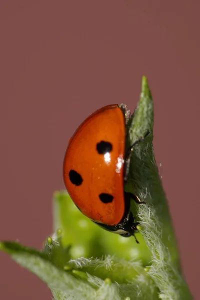 Vista Macro Frente Joaninha Vermelha Caucasiana Dentro Inflorescência Urtiga Fofa — Fotografia de Stock