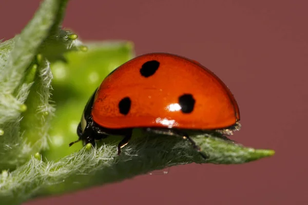  Yazın yeşil kabarık ısırgan otunun içindeki Kafkas kırmızı uğur böceğinin ön görüntüsü                              