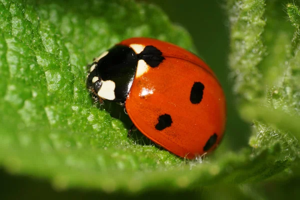 Macro One Red Black Spots Caucasian Ladybug Top Fluffy Green — Stock Photo, Image