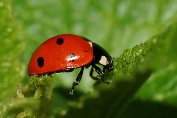 Macro Vista Una Mariquita Roja Caucásica Con Puntos Negros Una — Foto de Stock