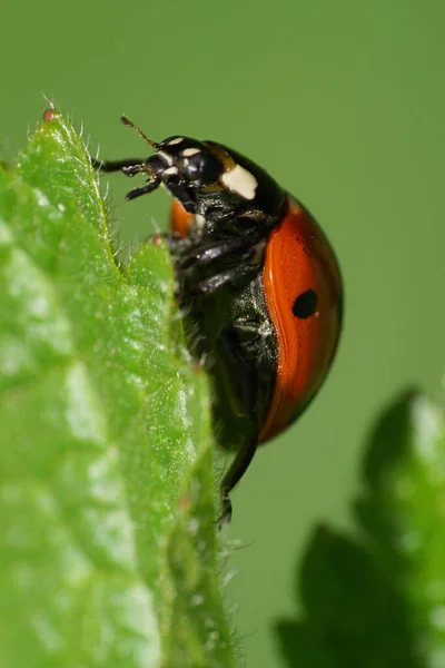 Macro Rosso Con Macchie Nere Una Coccinella Caucasica Appoggiata Sulla — Foto Stock