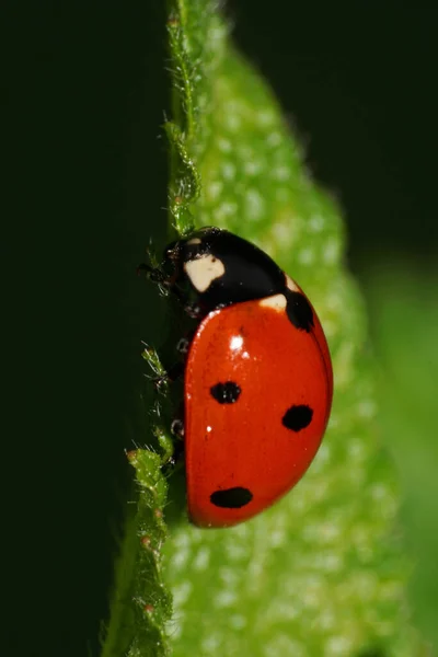Yazın Yeşil Kabarık Yapraklı Kafkas Kırmızı Uğur Böceği — Stok fotoğraf