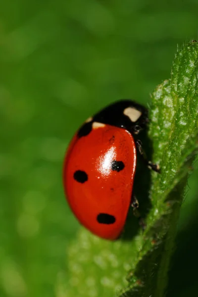 在一个毛茸茸的夏天 在绿叶上的高加索红瓢虫的特写侧视图 — 图库照片