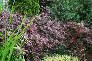 Kafkasya, Nalchik, Kabardino-Balkaria, Rusya 'nın eteklerinde bulunan yapraklı ve dallı Berberis thunberg kırmızı formu.                               
