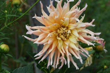 Bahçe Partisi 'nin Dahlia çiçeğinin yakın planında Kafkasya, Kabardino-Balkaria, Rusya' nın eteklerinde yetişen yapraklar arasında sarı kremalı bir cilt kokusu var.                               