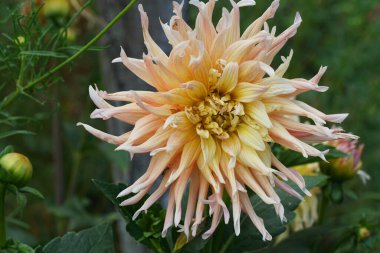  Sarı kremalı yıldız çiçeği Dahlia Bahçesi Partisi 'nin yakın çekimleri Kafkasya, Kabardino-Balkaria, Rusya' nın eteklerinde yapraklar yetişiyor.                              