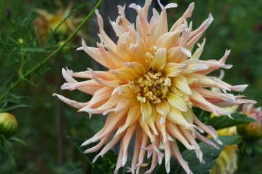  Kafkasya, Kabardino-Balkaria, Rusya 'nın eteklerinde yaprakların büyüdüğü sarı kremalı yıldız çiçeği Dahlia Cultivar Garden Party' nin yakın çekim görüntüsü                              