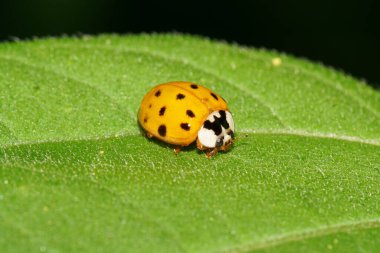 Kafkas sarısı uğur böceği. Siyah benekli. Isırgan otunun yeşil yaprağında oturup dinleniyor.                               