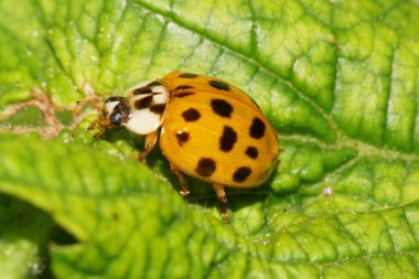 Kafkas sarısı uğur böceği, yaz mevsiminde kabarık yeşil bir ısırgan otunun üzerinde oturan siyah benekli.                               
