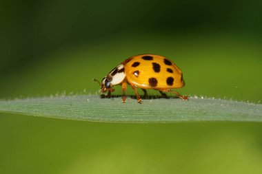  Kafkas sarı uğur böceği siyah lekeli tüylü yeşil bir yaprağın üzerinde yatay olarak oturuyor.