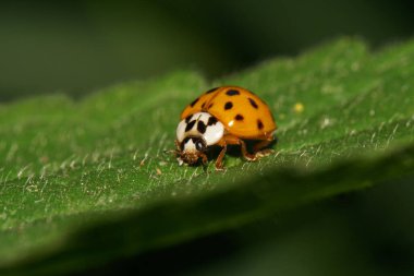  Siyah lekeleri ve pençeleri olan küçük beyaz bir uğur böceğinin makroskobu bir ağacın gölgesinde yeşil bir ısırgan otu yaprağında saklanıyor.                              