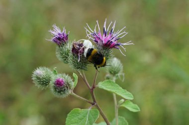 Beyaz Kafkas beyaz örümcek Makro Misumena sarı-siyah Bombus lucorum bumblebee yakaladı yazın burdock infloresans                               