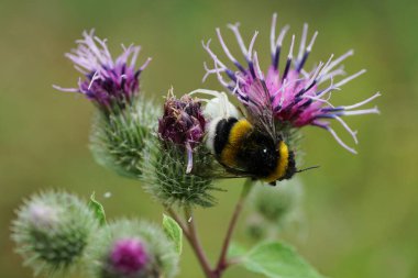 Kafkas beyaz örümceği Misumena 'nın yakından görüntüsü, Ağustos' ta mor dulavratotu kıvrımında sarı-siyah yaban arısı Bombus Lucorum 'u yakalıyor.                               