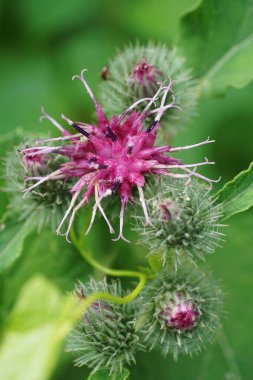 Yazın Kafkasya 'nın dağlarında yetişen beyaz-mor beyaz, beyaz, beyaz, beyaz, beyaz, beyaz, beyaz, beyaz, Arctium, laappa.                              