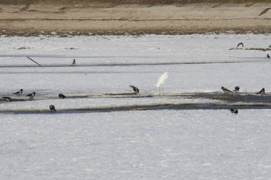 Kafkas Küçük Akbalıkçıl ve gri karga sürüsü sulak bir gölde birlikte besleniyorlar.