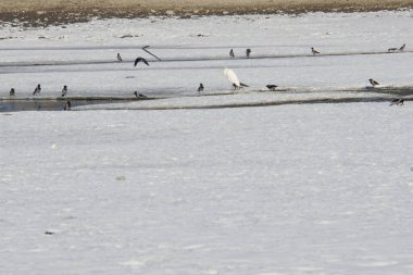 Kafkas Küçük Akbalıkçıl ve gri kuzgun sürüsü şarapta susuz kalmış vahşi bir gölde yumuşakçaları besliyor.