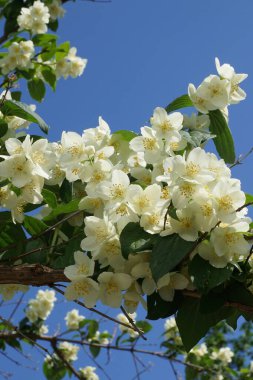 Kafkasya ve Bahar Chubushnik... Kafkasya 'da beyaz çiçeklerle çiçek açan...                               