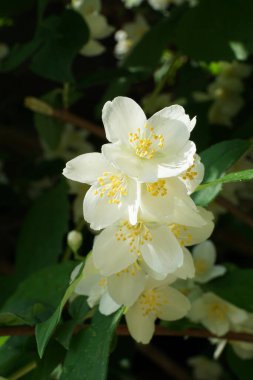  Kabardino-Balkaria cumhuriyetinin parkında büyüyen kokulu çiçekler ve yeşil yapraklarla Chubushnik 'in yakın çekimi.